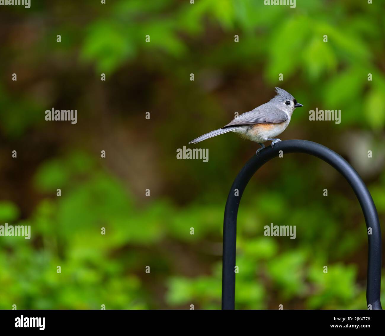 Nahaufnahme eines kleinen Vogels, der auf einem Bischofshaken in einem Garten sitzt. Stockfoto