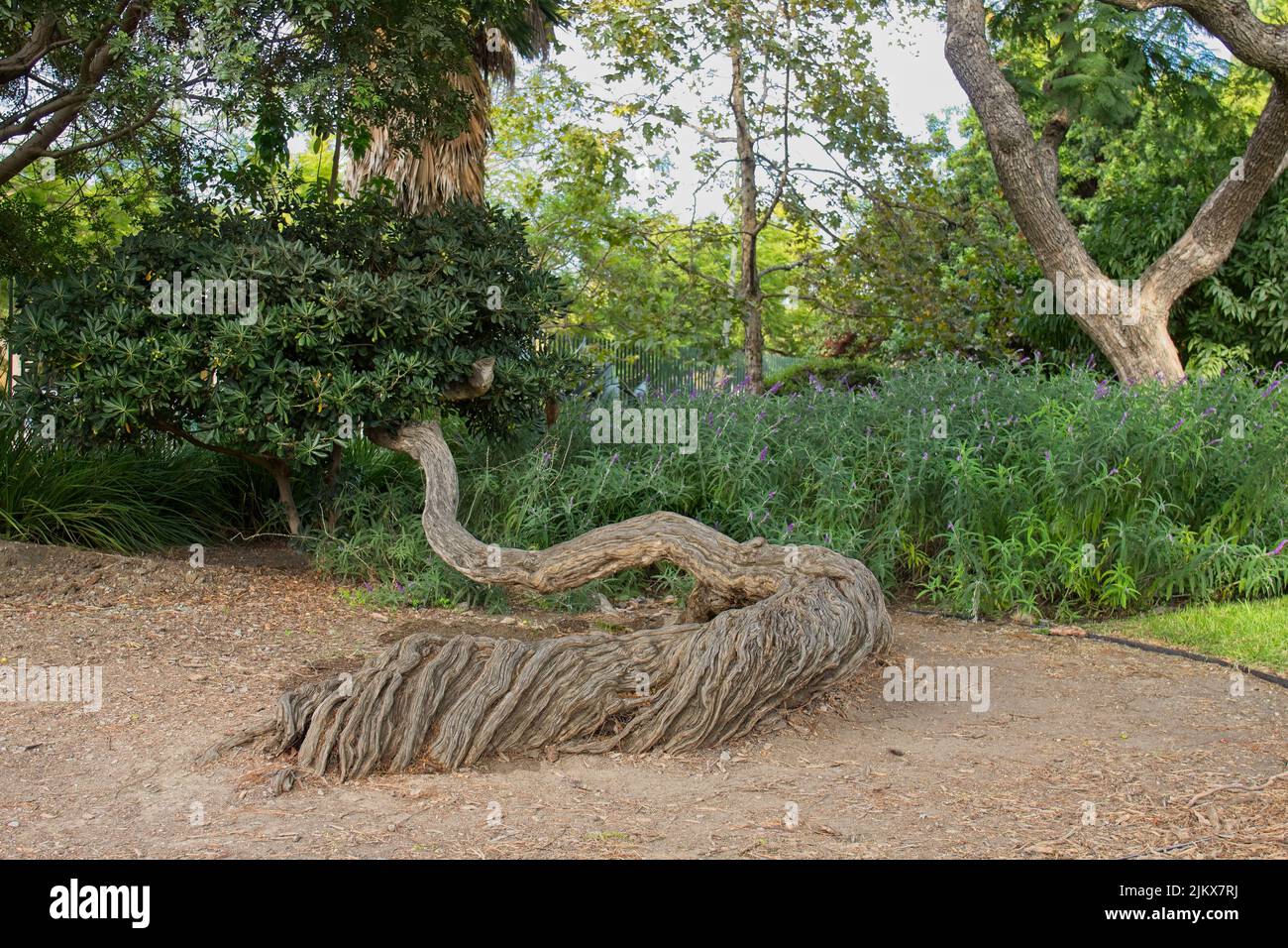 Ein Baum mit einem Serpentinen-Stamm, der fast flach auf dem Boden an den La Brea Tar Pits, Los Angeles, Kalifornien, wächst Stockfoto