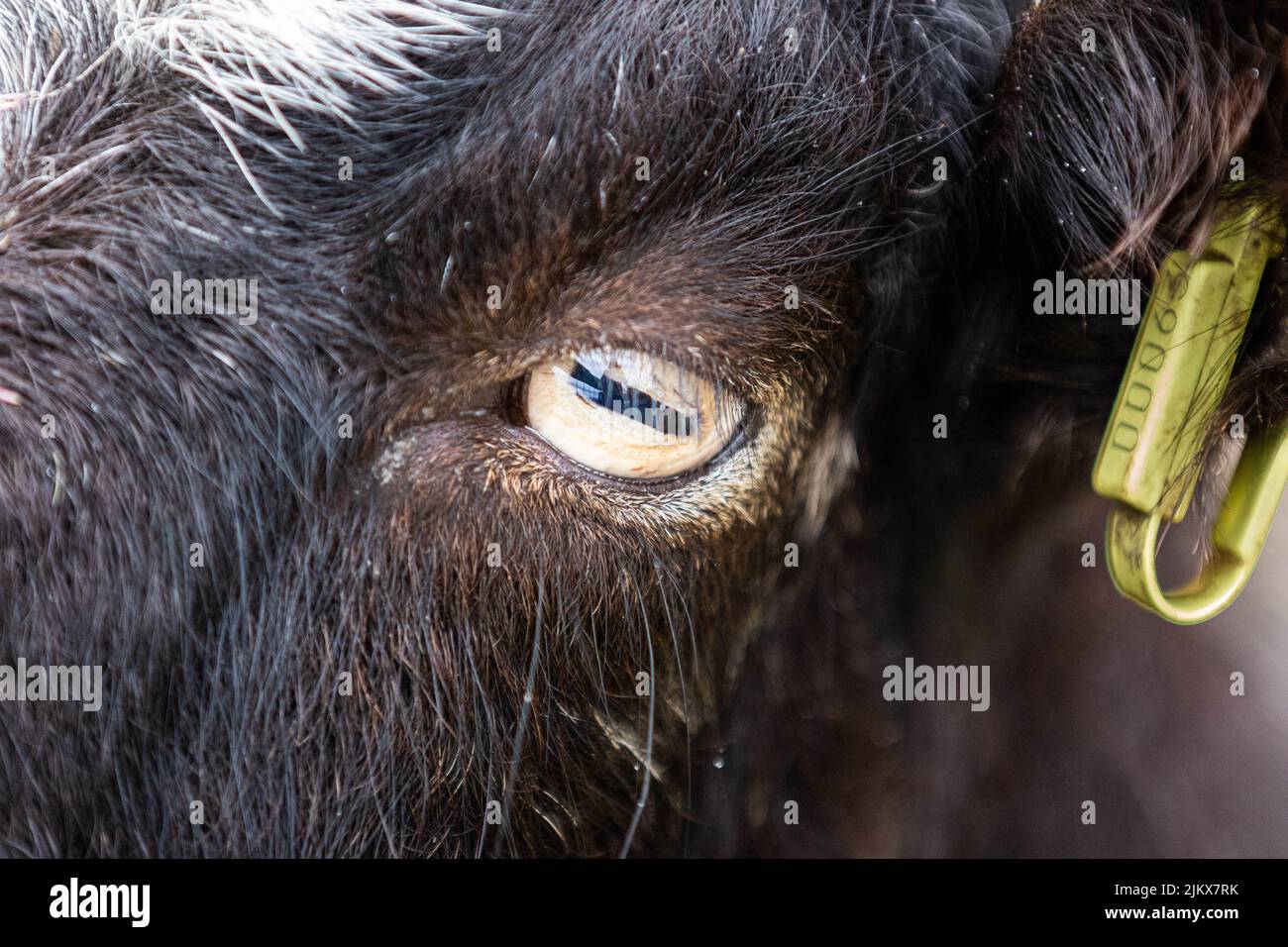 Nahaufnahme des Auges eines Stiers - Konzept der Tiere in Gefangenschaft Stockfoto