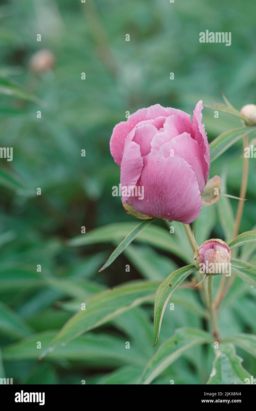 Eine vertikale Nahaufnahme einer rosa Peony officinalis, die gegen grüne Pflanzen wächst Stockfoto