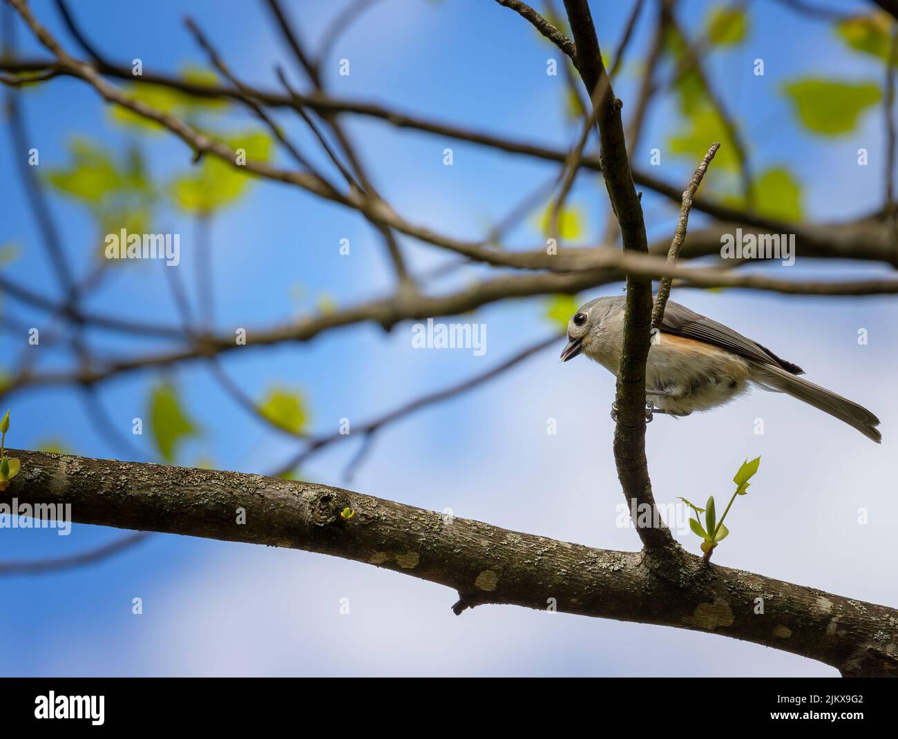 Hübscher kleiner Vogel, der auf einem Ast sitzt. Stockfoto