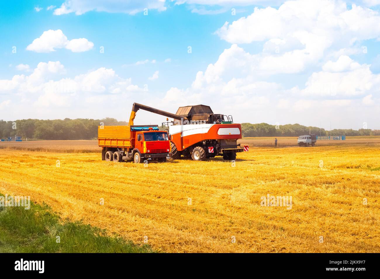 Die Mähdrescherbeladungen schneiden Weizen in einen Getreidewagen. Getreideernte auf dem landwirtschaftlichen Feld. Stockfoto