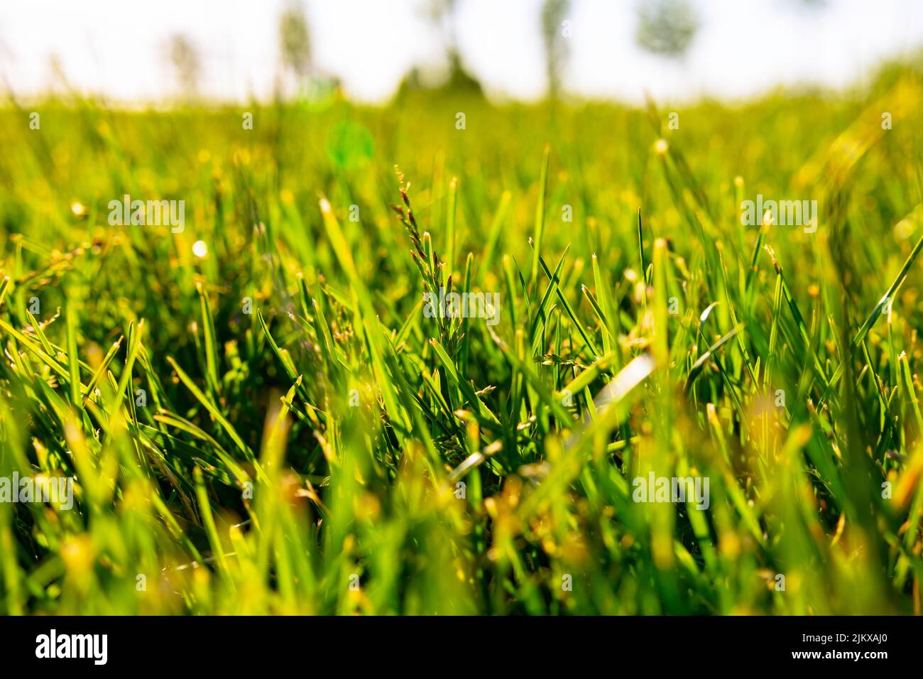 Gräser oder Pflanzen des Parks. Natur oder Carbon Netz Null Konzept Foto. Stockfoto