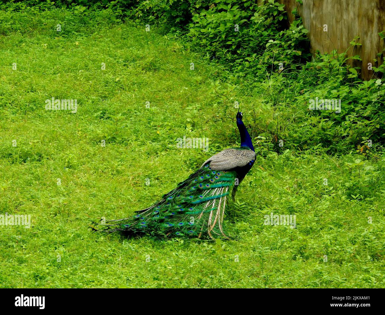 Ein Pfauenhuhn in der Natur - der Nationalvogel Indiens Stockfoto