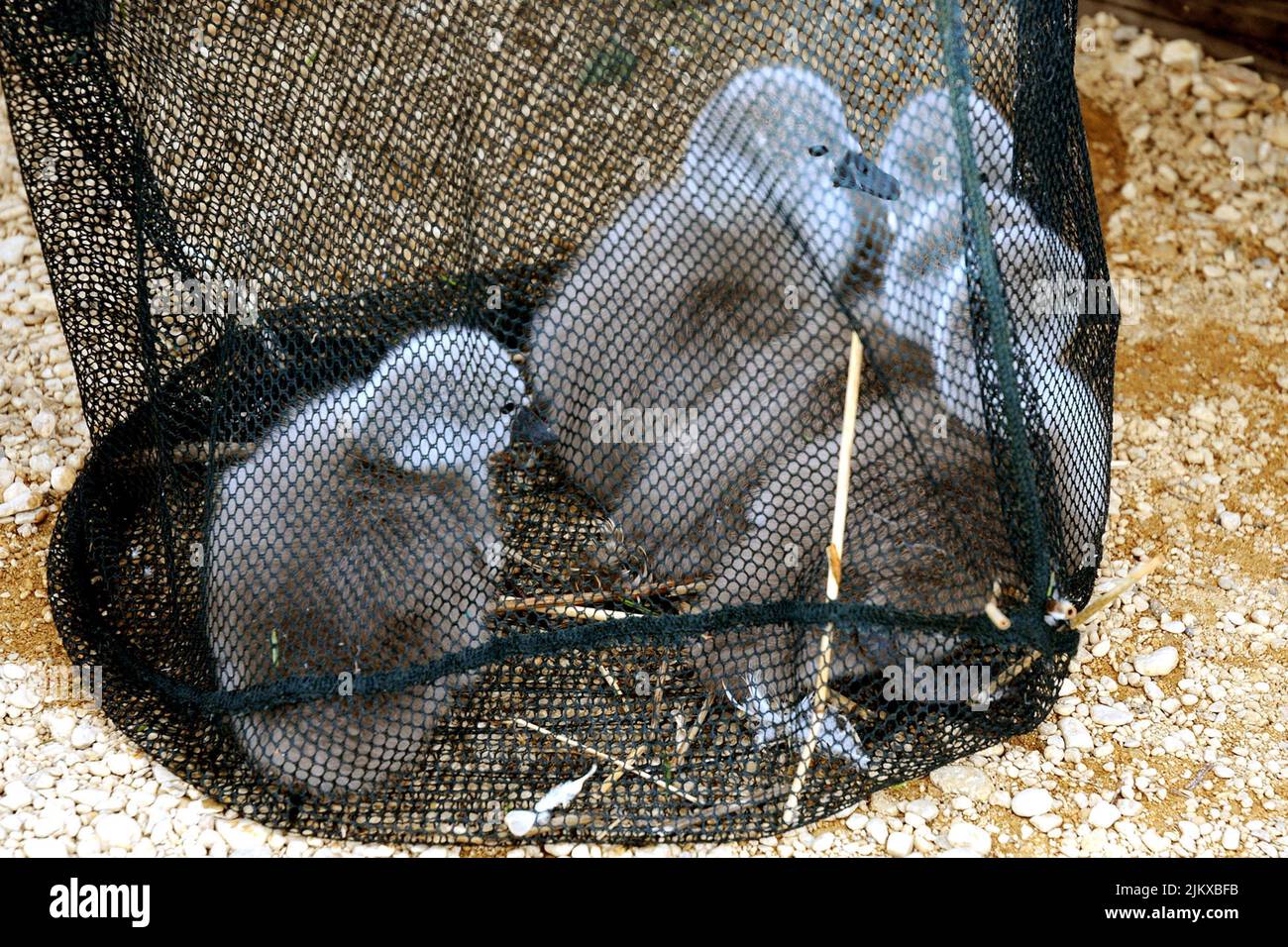 DER LEITENDE HIRTE DAVE WHEELER VON ABBOTSBURY SWANNERY DORSET FÄNGT DIE CYGNETS EIN, UM ABBOTSBURY Swannerys Head Herdsman, Dave Wheeler, zu MARKIEREN UND AUFZUZEICHNEN. Er arbeitet mit voller Wange und gibt hunderten von Babyschweinen in nur zwei Monaten des Sommers Zygnet-Ringe. In der weltberühmten Schwangerei in Dorset müssen alle winzigen Cygnets kurz nach dem Schlupf markiert werden, So können sie mit ihren Müttern und Vätern abgestimmt werden, um sicherzustellen, dass Babys, die sich verirrten, wieder mit ihren Eltern vereint werden können. Teil von Daves Aufgabe ist es, die Cygnets in einem großen Netz zu sammeln und dann jedes mit einem winzigen Metallanhänger nach den Babyschweinen zu versehen Stockfoto