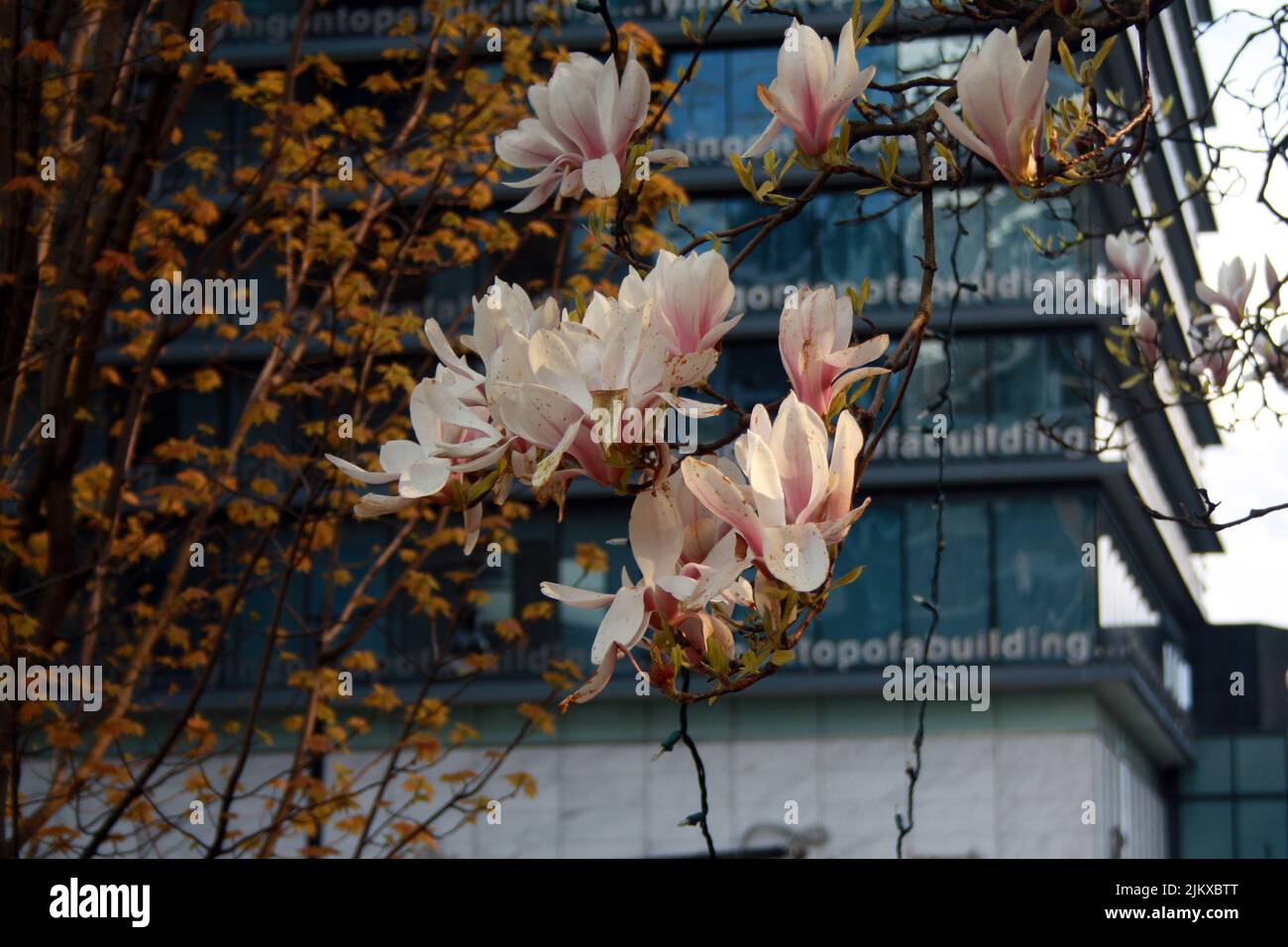 Eine Nahaufnahme einer wunderschönen Blumen, die mit einem großen modernen Gebäude im Hintergrund wachsen Stockfoto Eine Nahaufnahme einer wunderschönen Blumen, die mit einem großen modernen Gebäude im Hintergrund wachsen Stockfoto