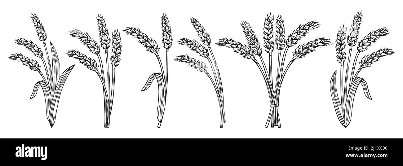 Büschel Weizen Ohr Skizze Cartoon-Set. Getreide bündeln reifen Spike Weizensammlung. Landwirtschaftliches Symbol, Mehlproduktion. Design Farm Elemente, Bio-vegetarisches Brot oder Bier Verpackungsetikett Stock Vektor