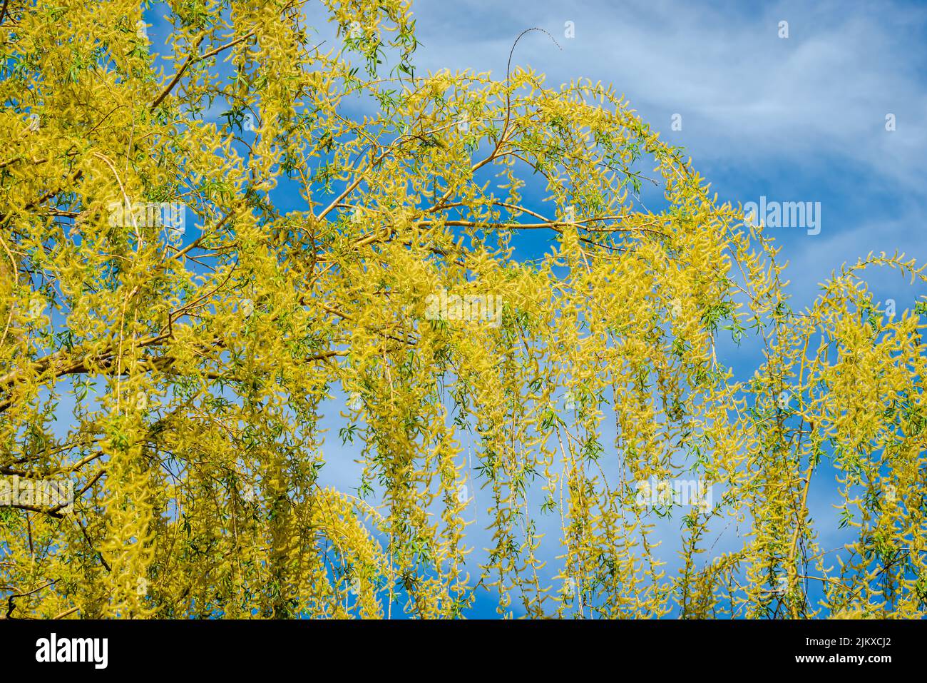 Weidenbaum verzweigt sich im Hintergrund des Himmels Stockfoto
