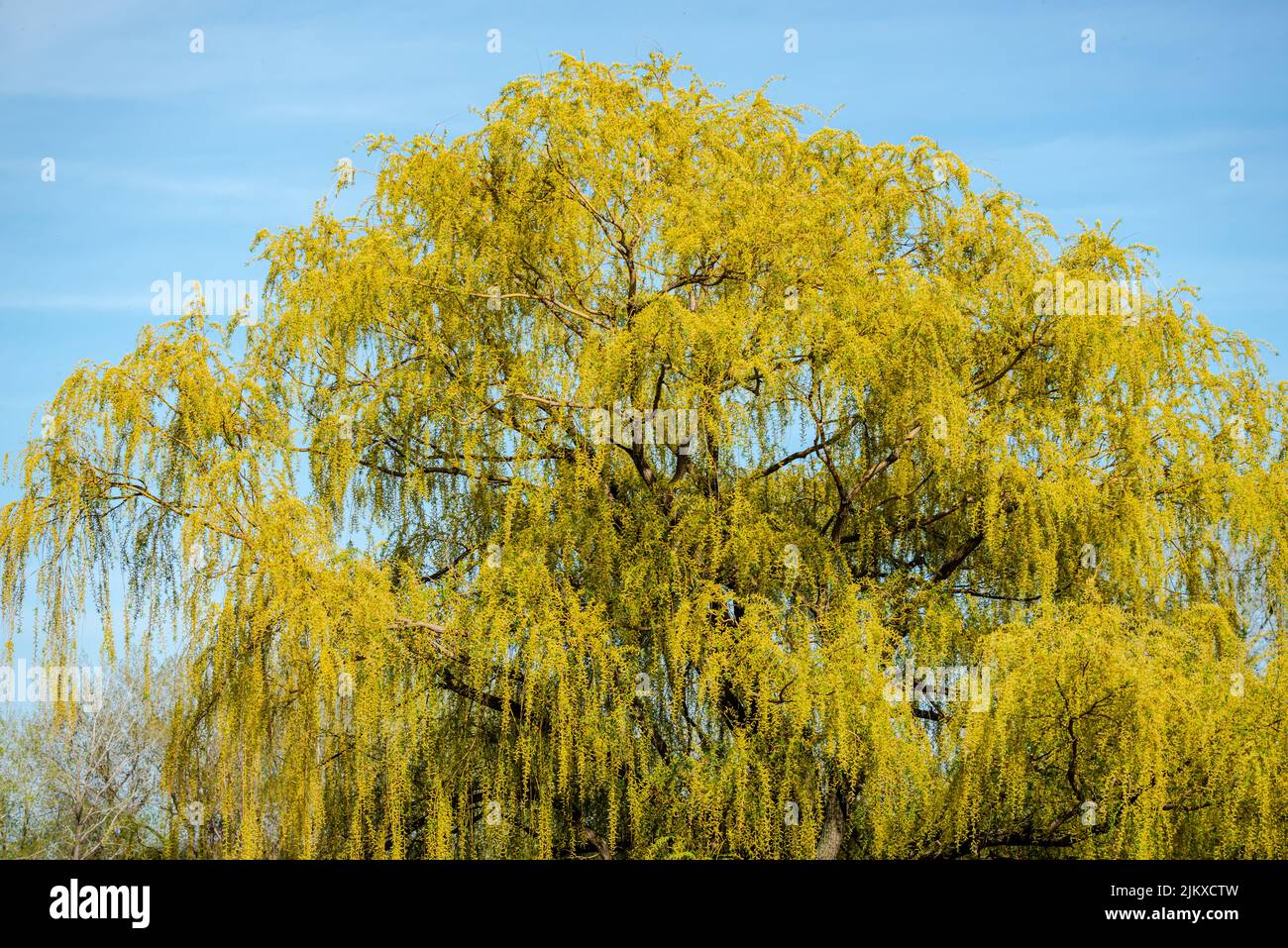 Weidenbaum verzweigt sich im Hintergrund des Himmels Stockfoto