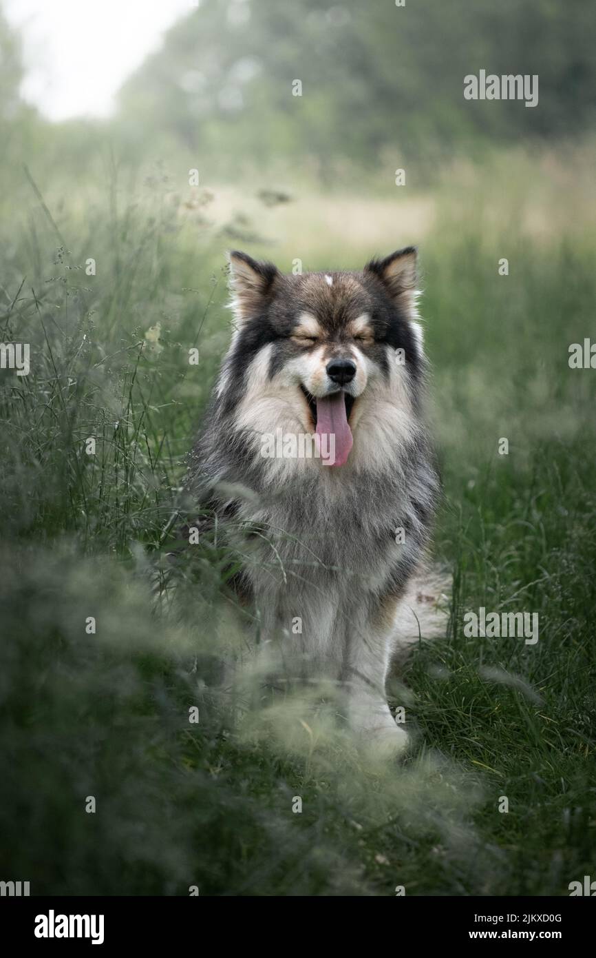 Porträt eines jungen finnischen Lapphund-Hundes im Freien auf einem hohen grünen Grasfeld Stockfoto