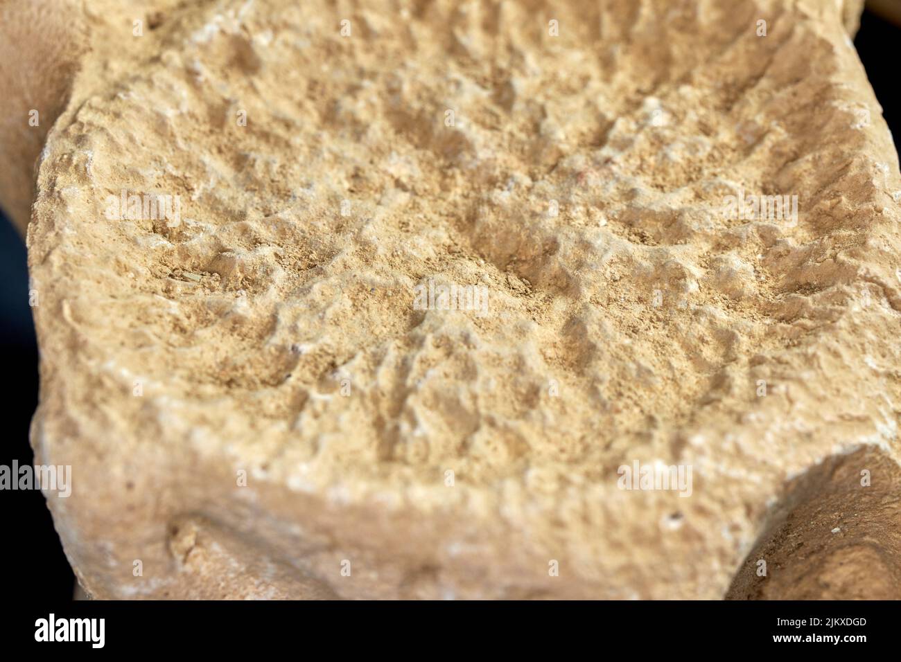 Dinosaurier Rückgrat fossilen Knochen. Reliquie Skelett Knochenstruktur auf Probe. Paläolithische archaische Objekte auf einem schlichten Hintergrund Stockfoto