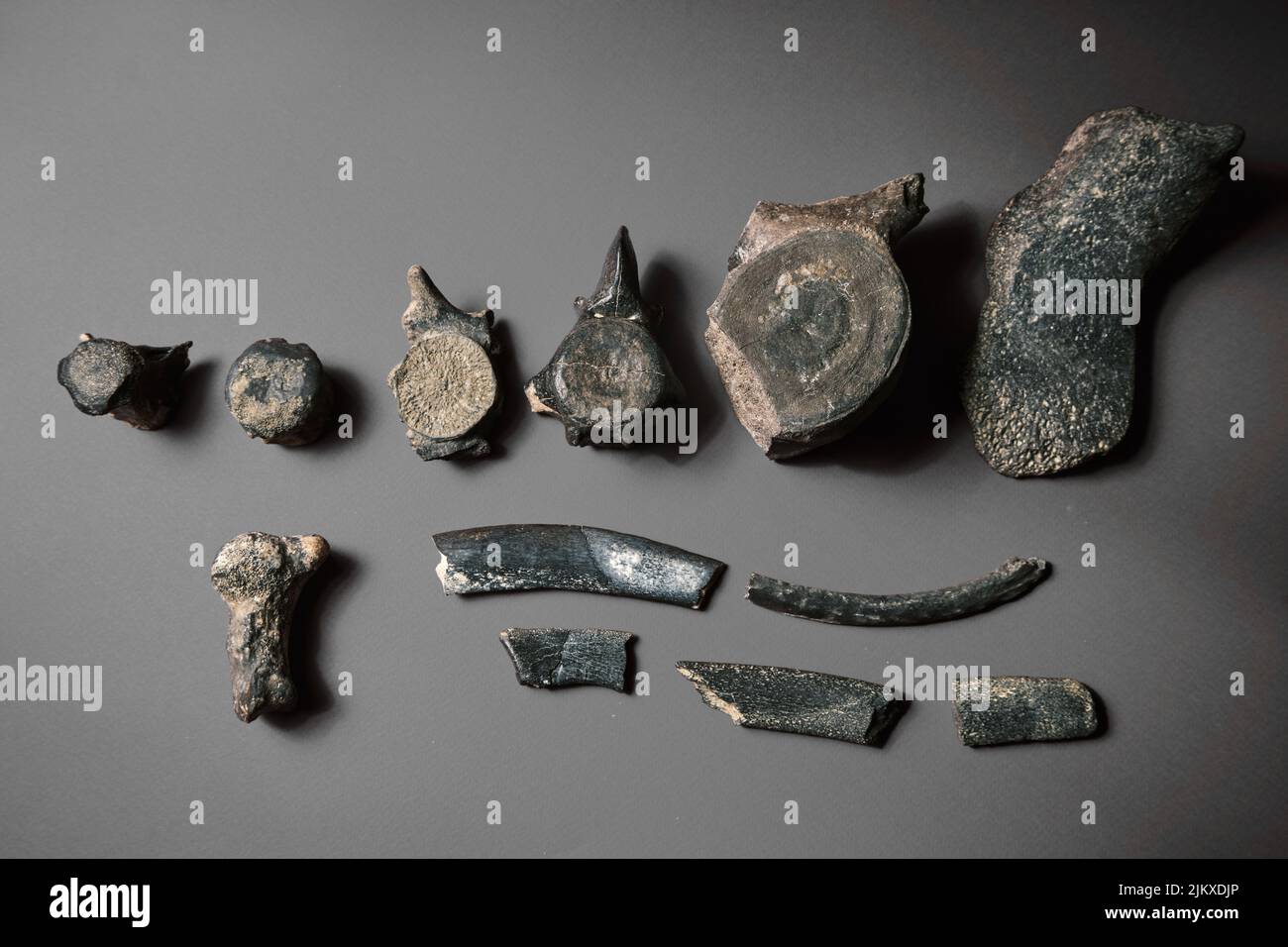 Dinosaurier Rückgrat fossilen Knochen. Reliquie Skelett Knochenstruktur auf Probe. Paläolithische archaische Objekte auf einem schlichten Hintergrund Stockfoto