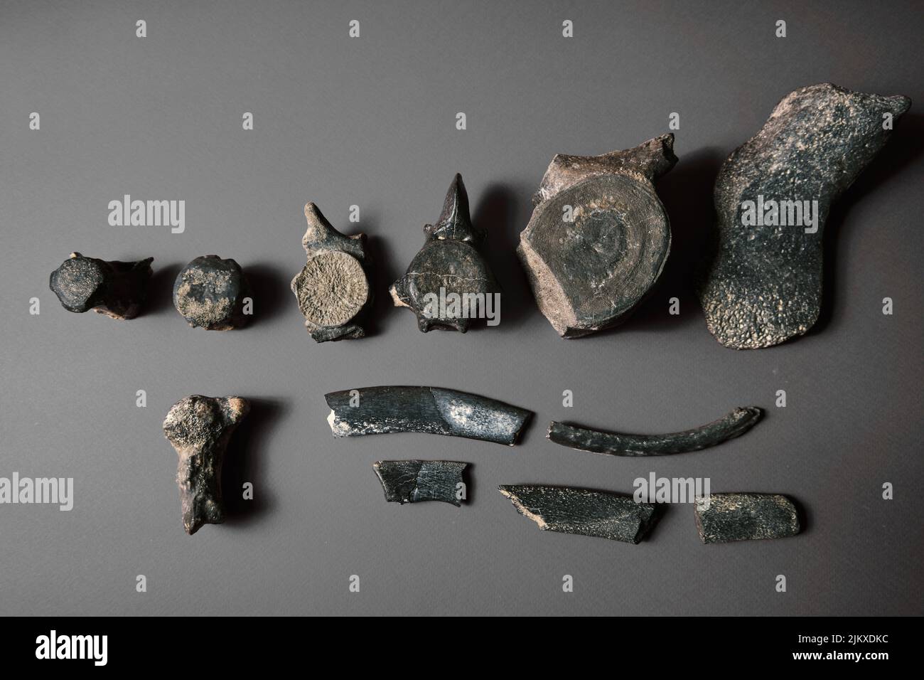 Dinosaurier Rückgrat fossilen Knochen. Reliquie Skelett Knochenstruktur auf Probe. Paläolithische archaische Objekte auf einem schlichten Hintergrund Stockfoto