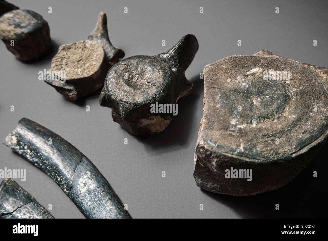 Dinosaurier Rückgrat fossilen Knochen. Reliquie Skelett Knochenstruktur auf Probe. Paläolithische archaische Objekte auf einem schlichten Hintergrund Stockfoto