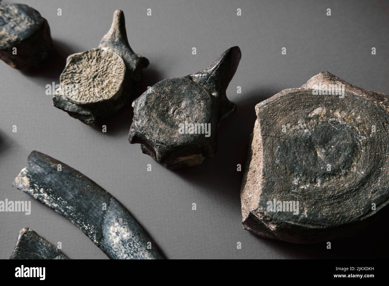 Dinosaurier Rückgrat fossilen Knochen. Reliquie Skelett Knochenstruktur auf Probe. Paläolithische archaische Objekte auf einem schlichten Hintergrund Stockfoto