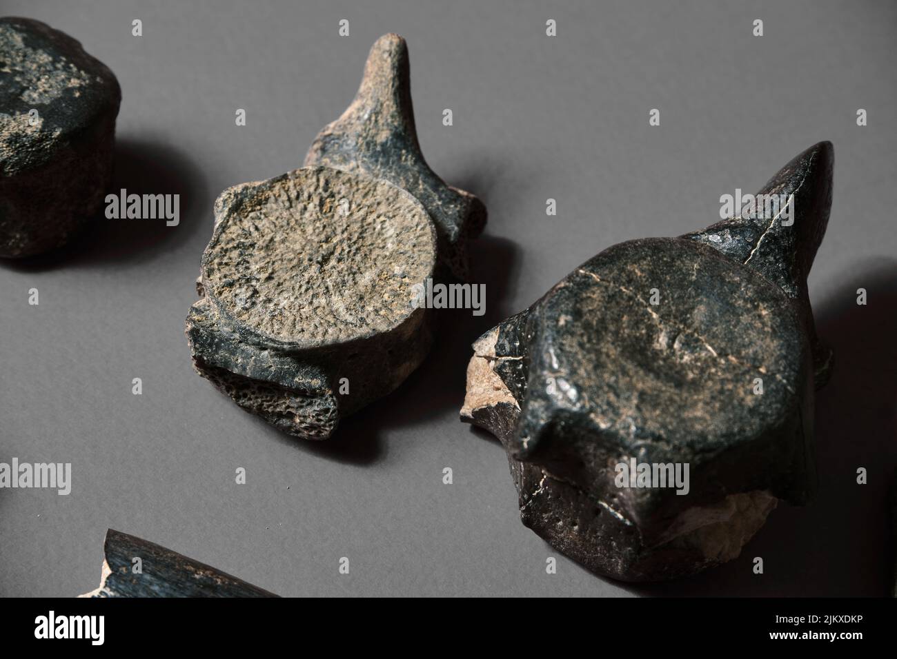 Dinosaurier Rückgrat fossilen Knochen. Reliquie Skelett Knochenstruktur auf Probe. Paläolithische archaische Objekte auf einem schlichten Hintergrund Stockfoto