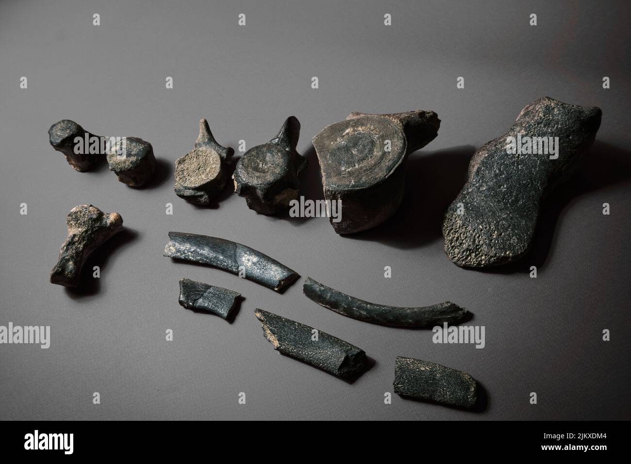 Dinosaurier Rückgrat fossilen Knochen. Reliquie Skelett Knochenstruktur auf Probe. Paläolithische archaische Objekte auf einem schlichten Hintergrund Stockfoto