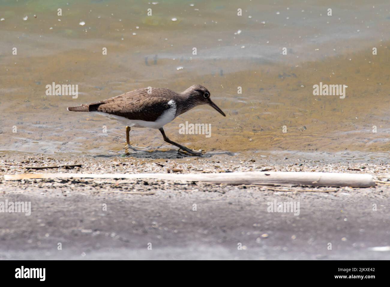 Tachybaptus ruficollis Stockfoto