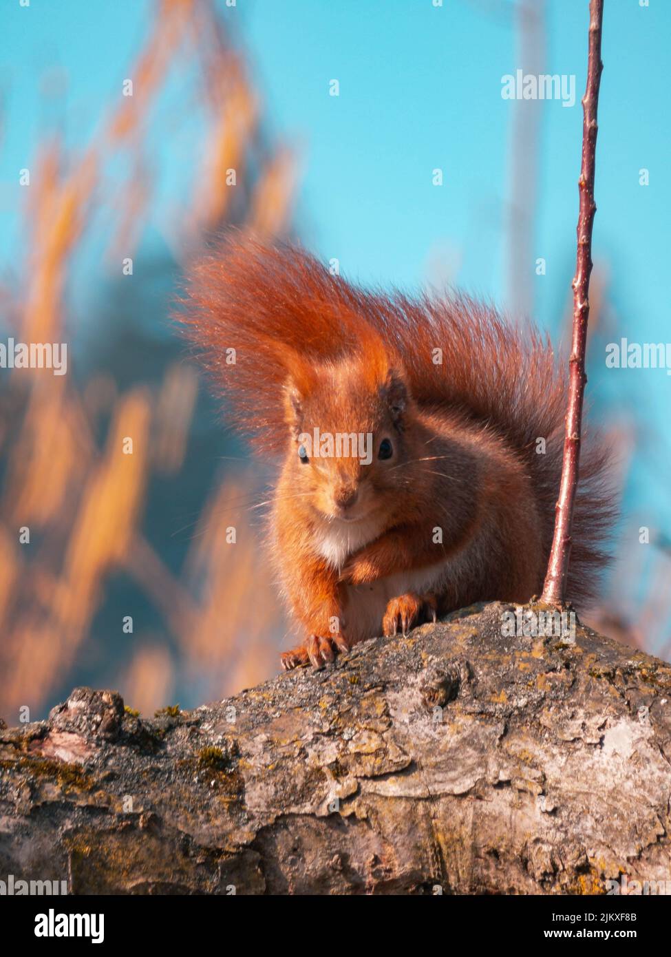 Eine vertikale Nahaufnahme des roten Eichhörnchens Sciurus vulgaris. Stockfoto