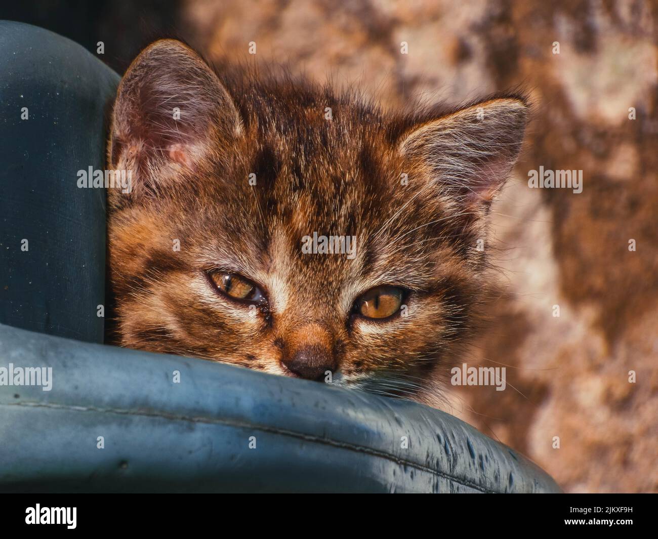Eine Nahaufnahme einer niedlichen braun gestreiften Katze mit braunen Augen. Stockfoto