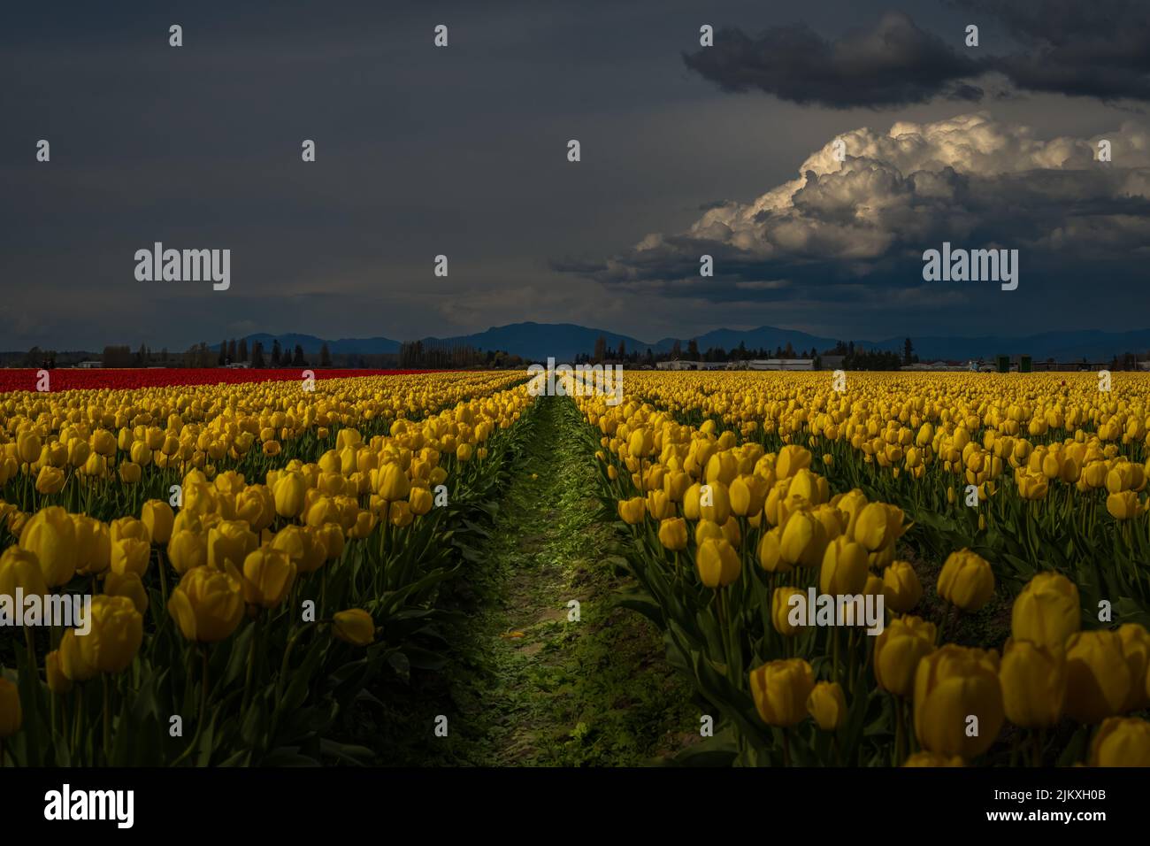 GELBES UND ROTES TULPENFELD IM SKAGIT VALLEY WASHINGTON MIT EINEM VERSCHWOMMENEN VORDERGRUND UND EINEM HERVORGEHOBENEN PFAD DURCH DAS FELD MIT EINER STURMWOLKE IM Stockfoto