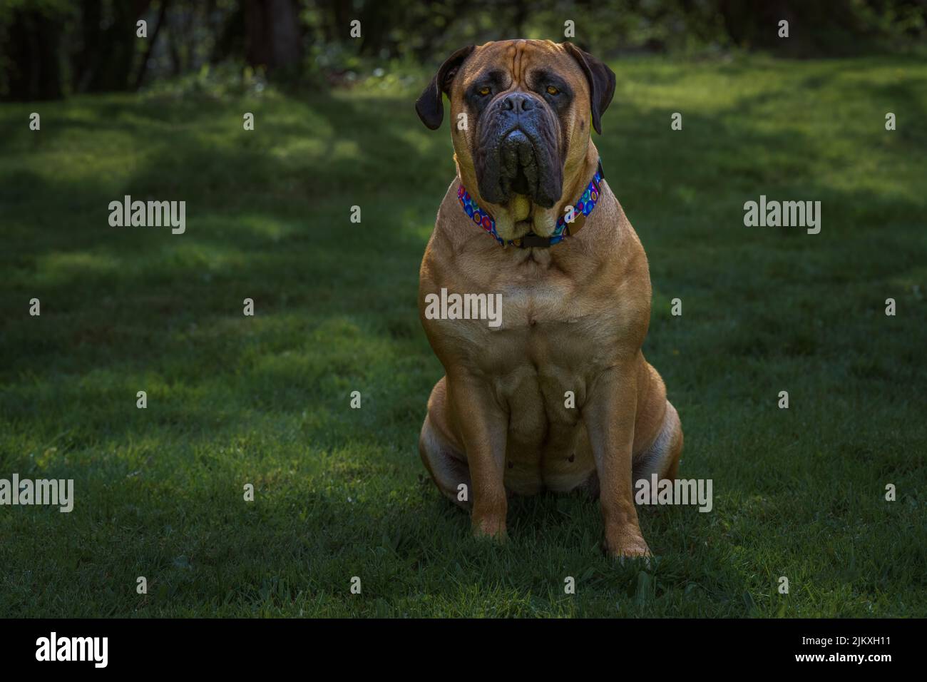 EIN GROSSER BULLMASTIFF MIT LEUCHTEND ORANGEFARBENEN AUGEN, DER IN EINEM DUNKELGRÜNEN FELD SITZT UND EINEN MEHRFARBIGEN KRAGEN MIT VERSCHWOMMENEM HINTERGRUND TRÄGT Stockfoto
