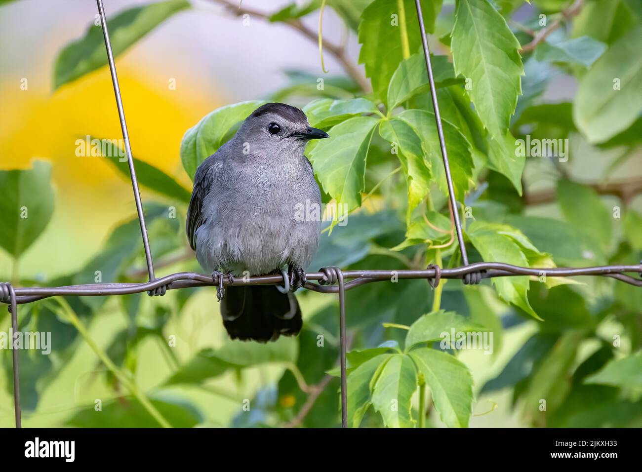 Der Grauwels (Dumetella carolinensis) am Zaun Stockfoto