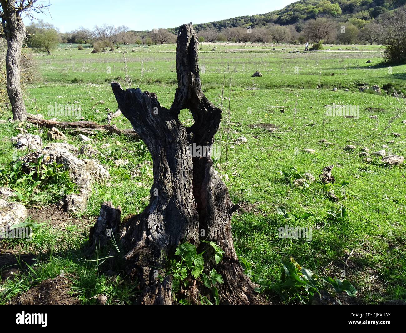 Eine Nahaufnahme eines toten Pinyon-Baumes im Südwesten der USA Stockfoto