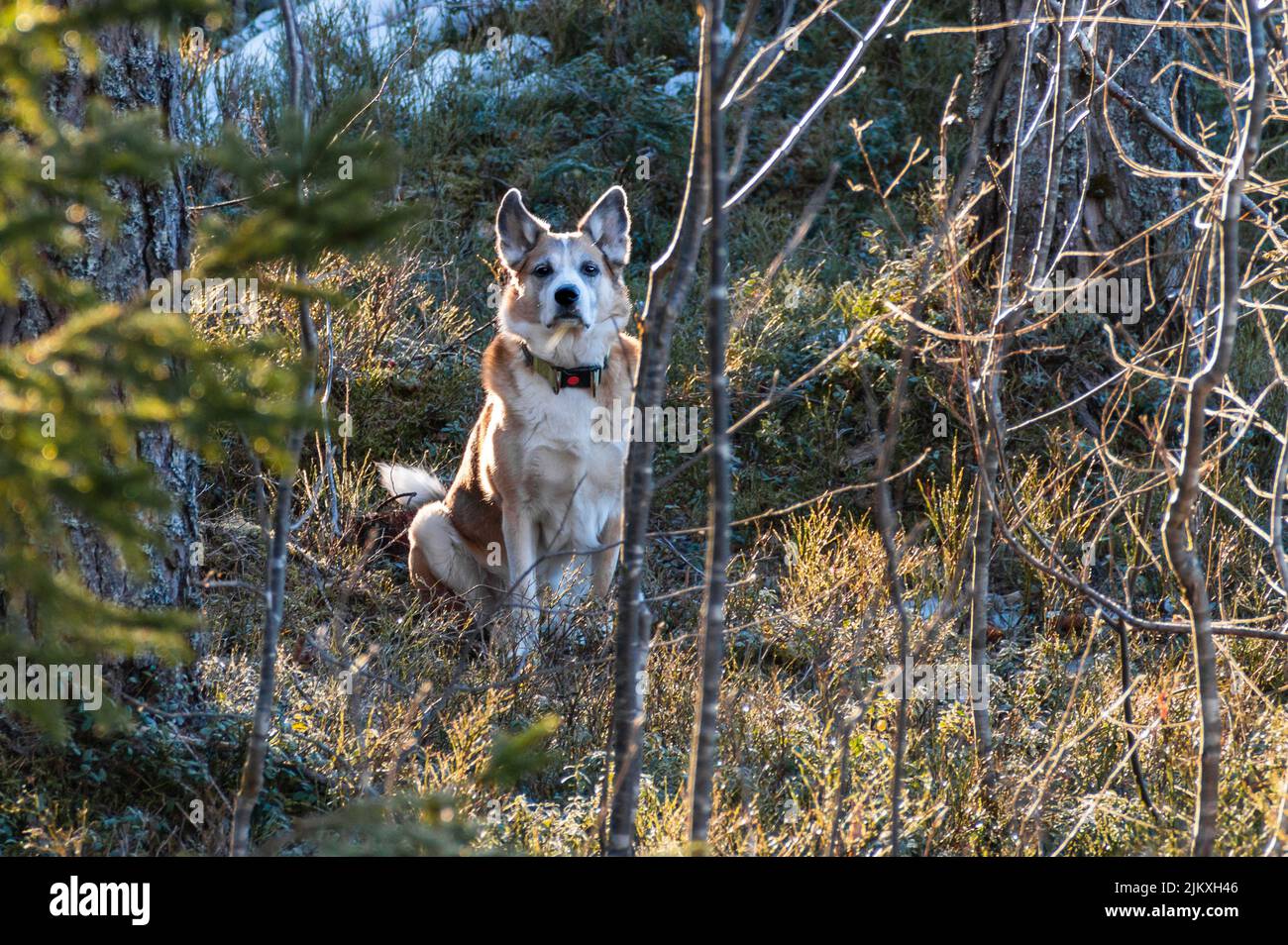 Alaskan Husky Mix liegt zwischen Bäumen im Wald Stockfoto