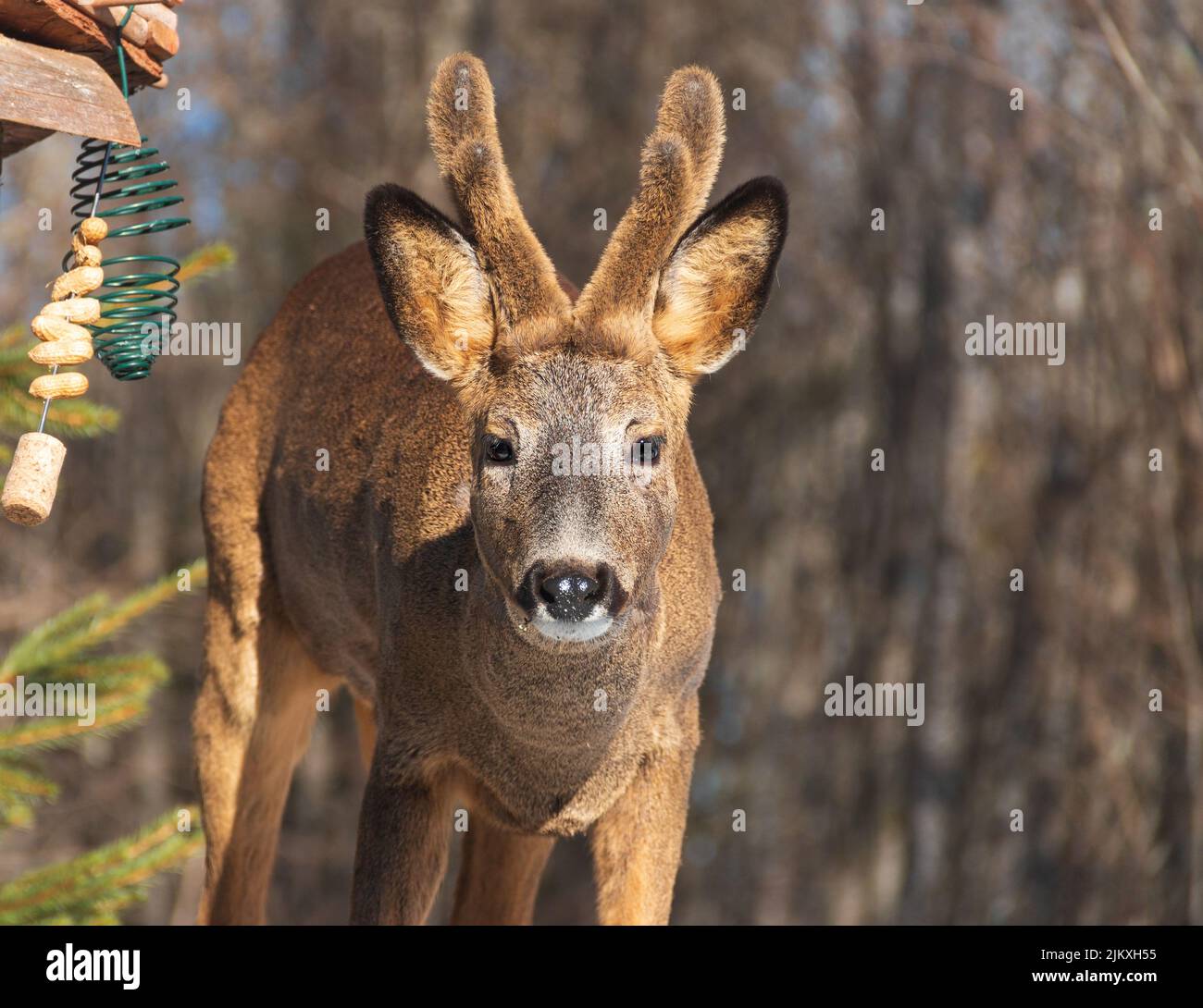 Nahaufnahme eines Rotbucks mit großem Geweih Stockfoto
