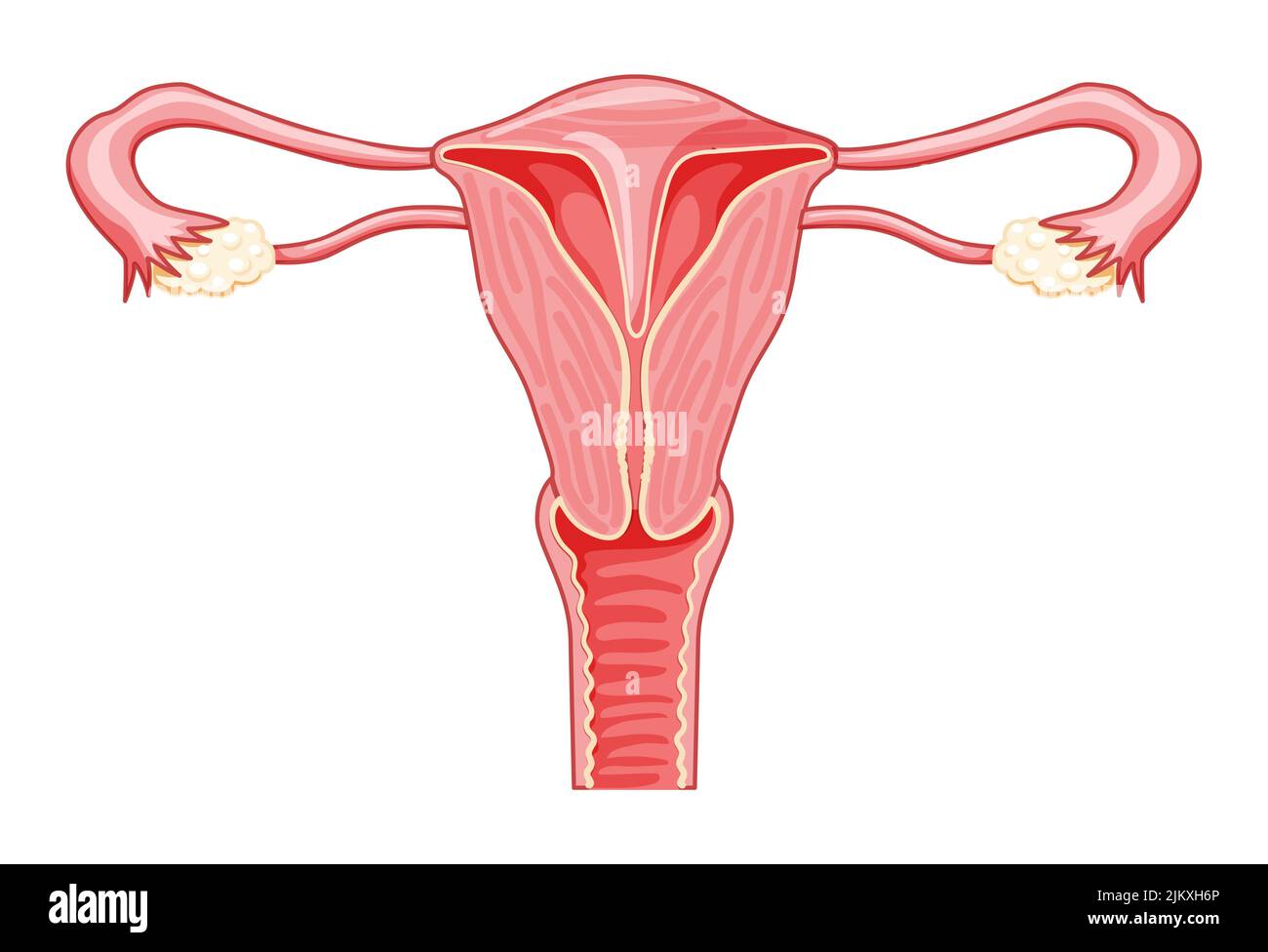 Septum septate uterus Weibliche Fortpflanzungsorgane. Vorderansicht im Schnitt. Menschliche Anatomie innere Organe Schema, Gebärmutterhals, Eierstock, Eileiter flach Stil Symbol Vektor medizinische Illustration isoliert Stock Vektor