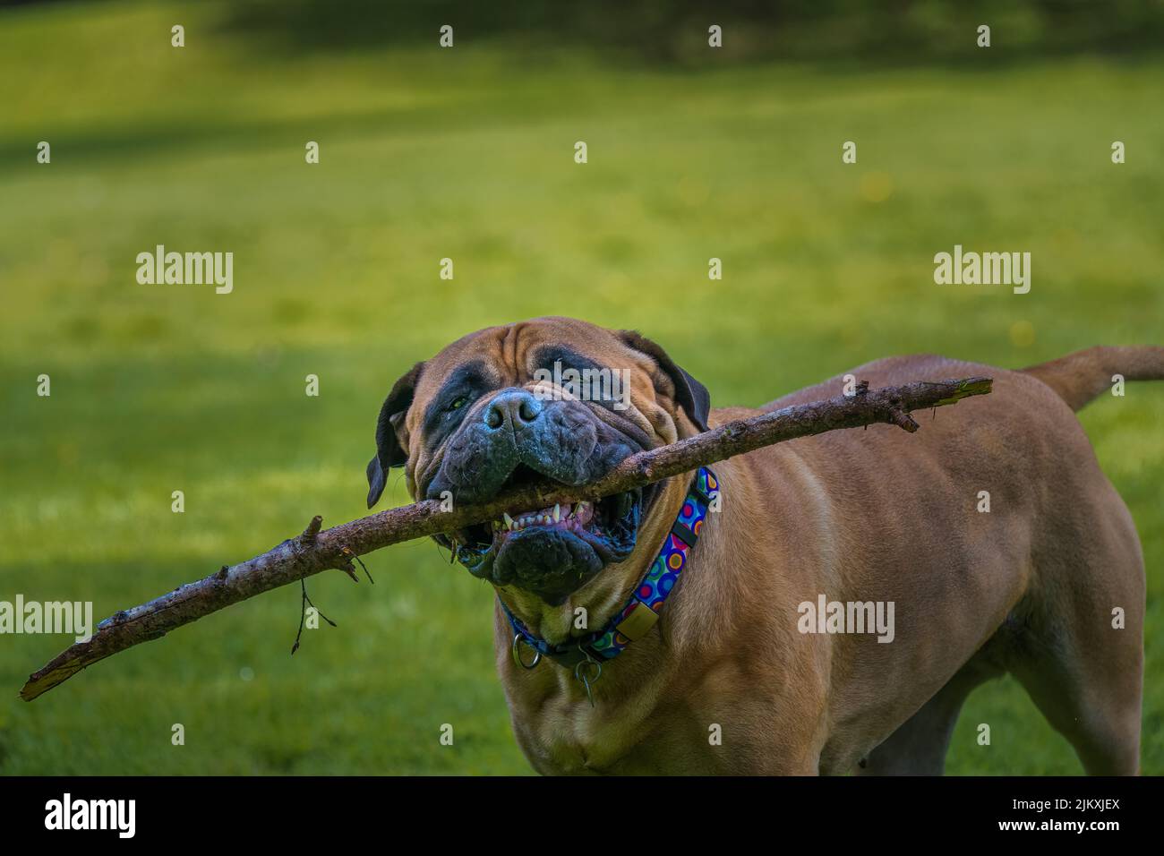 EINE BULLMASTIFF MIT EINEM GROSSEN STOCK IM MUND IN EINEM PARK AUF DER MERCER INSEL WASHIGNTON MIT EINEM VERSCHWOMMENEN HINTERGRUND. Stockfoto