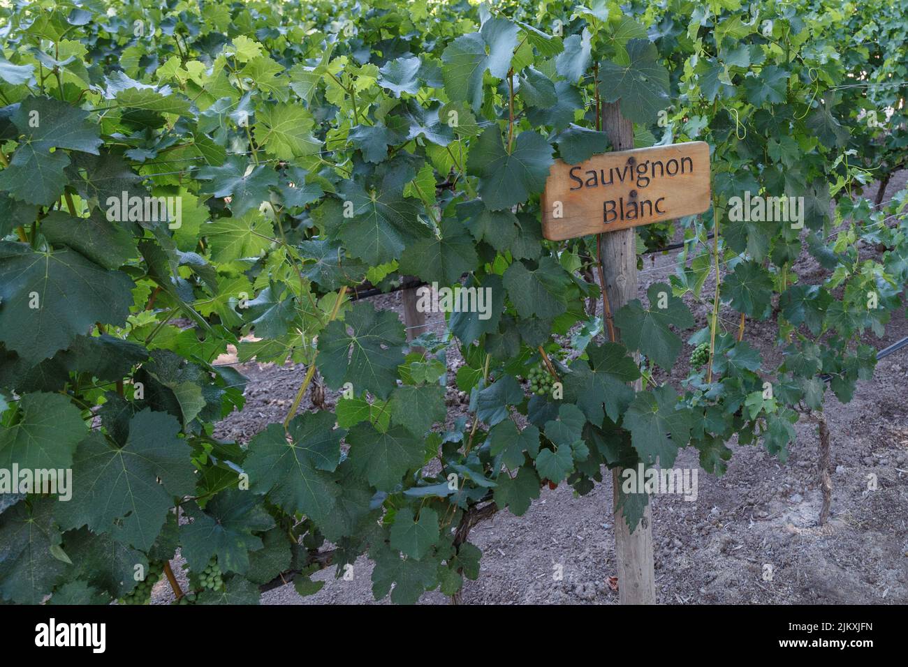 Ein Zeichen des Sauvins Blanc vor dem Hintergrund von Weinreben in einem Weinberg Stockfoto