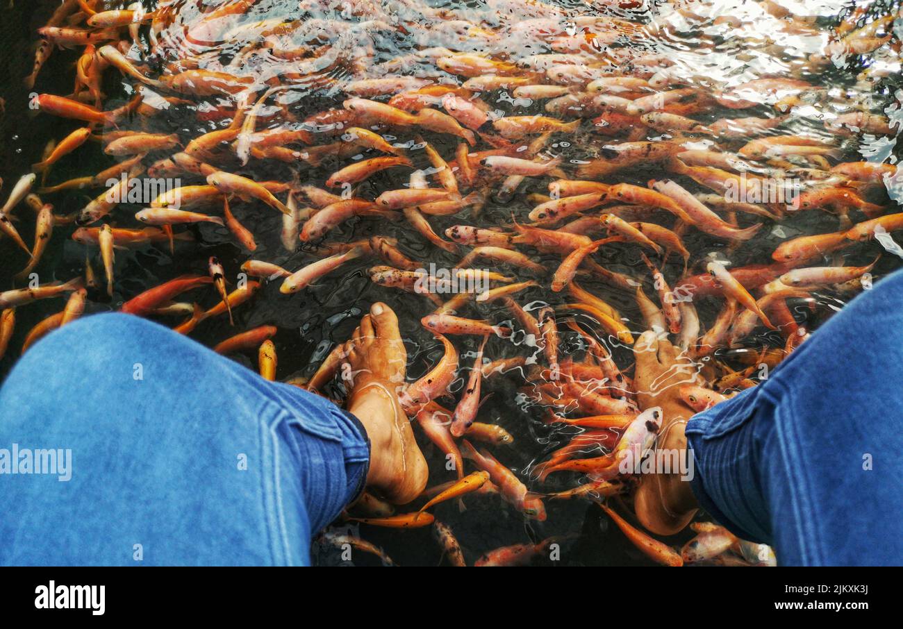 Die Füße eines Mannes in einem See voller kleiner goldener Fische Stockfoto