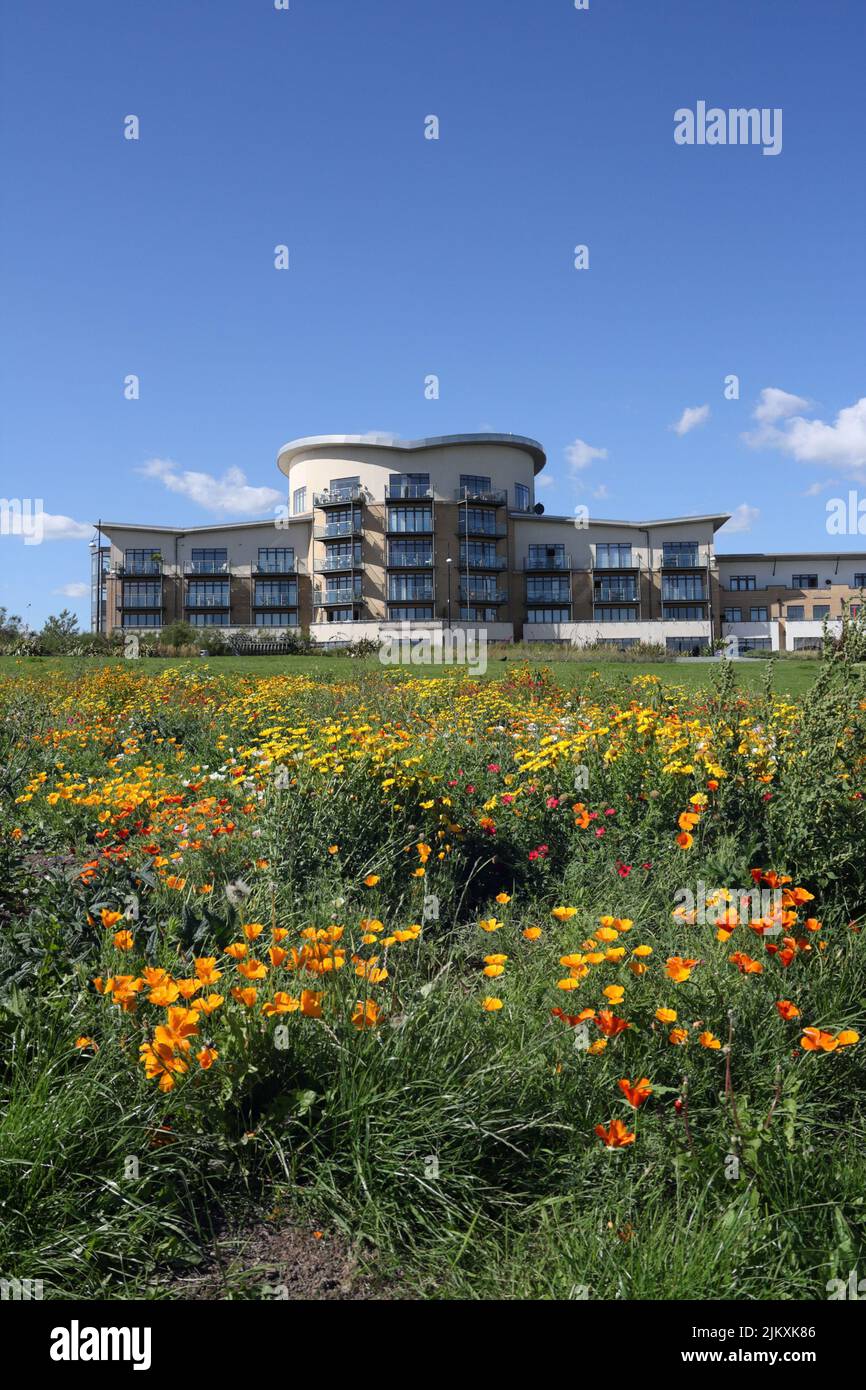 Lacuna Apartments in Cardiff Bay Wales, Windsor Esplanade, urbane Wildblumen Stockfoto