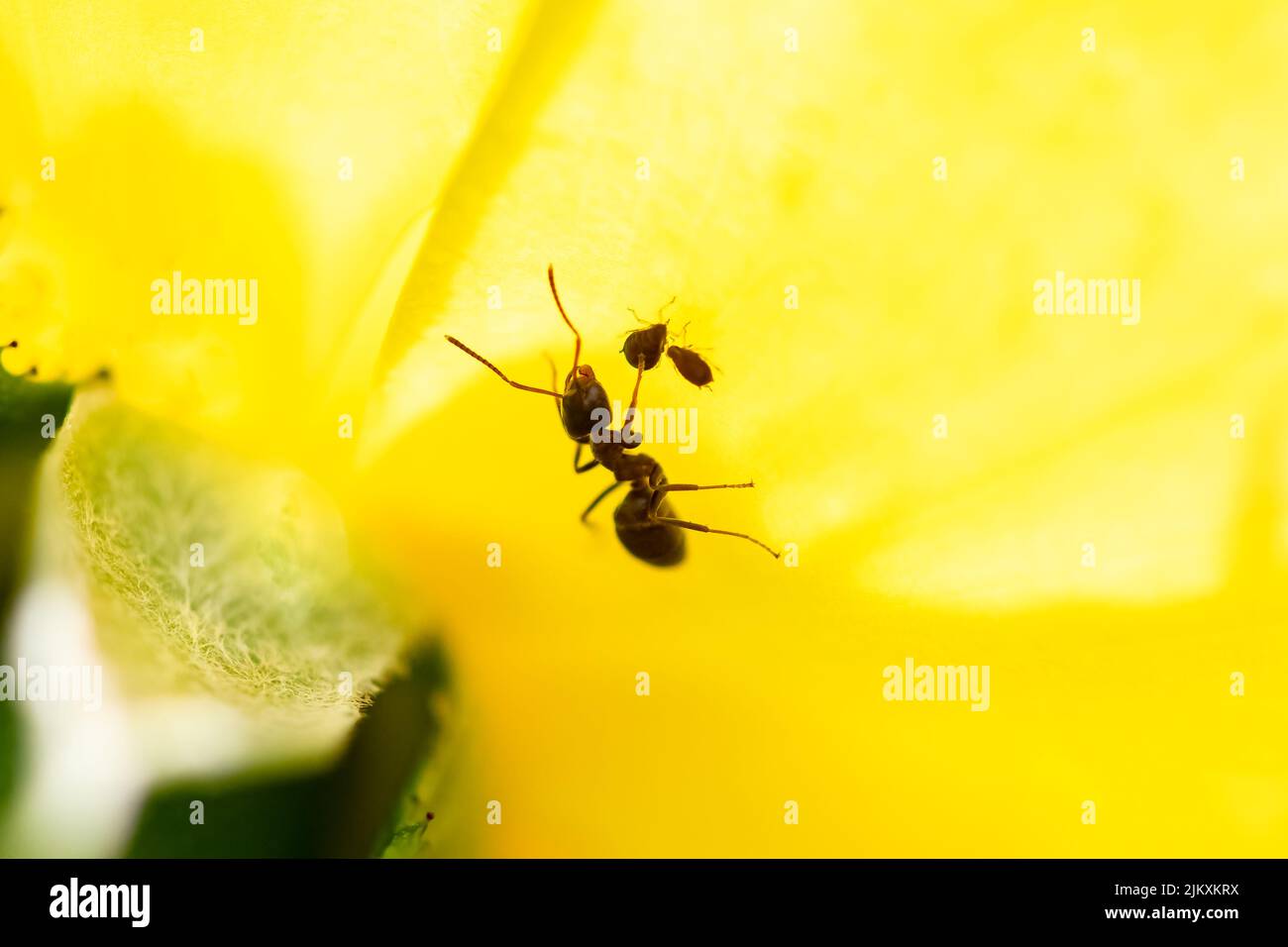 Eine Ameise, die Blattläuse auf einer gelben Rose züchtet Stockfoto