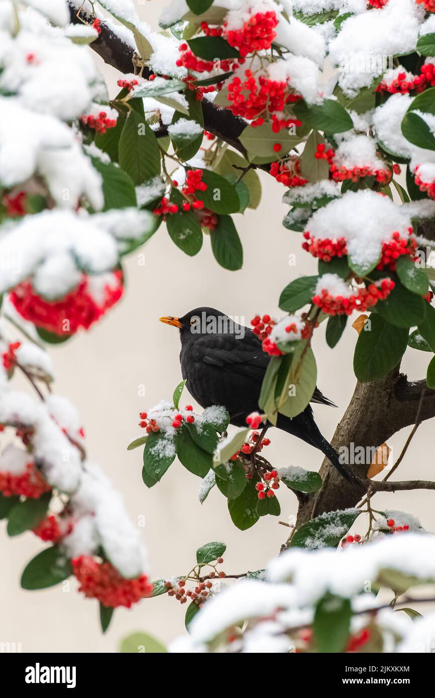 Amsel, Turdus merula, die rote Samen unter dem Schnee fressen Stockfoto