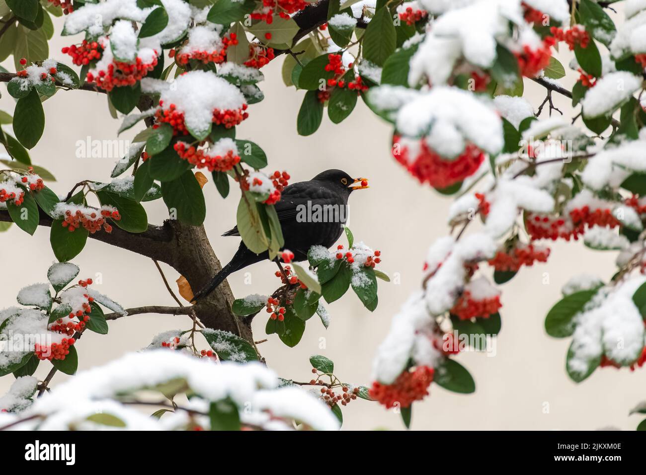 Amsel, Turdus merula, die rote Samen unter dem Schnee fressen Stockfoto