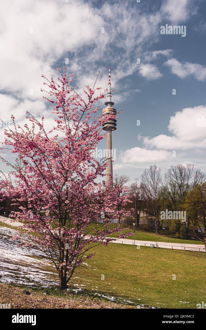Kirschblüte und Münchner Olympiaturm. Kirschblüten blühen. 50 Jahre Olympiapark München. Frühling im Park. Stockfoto