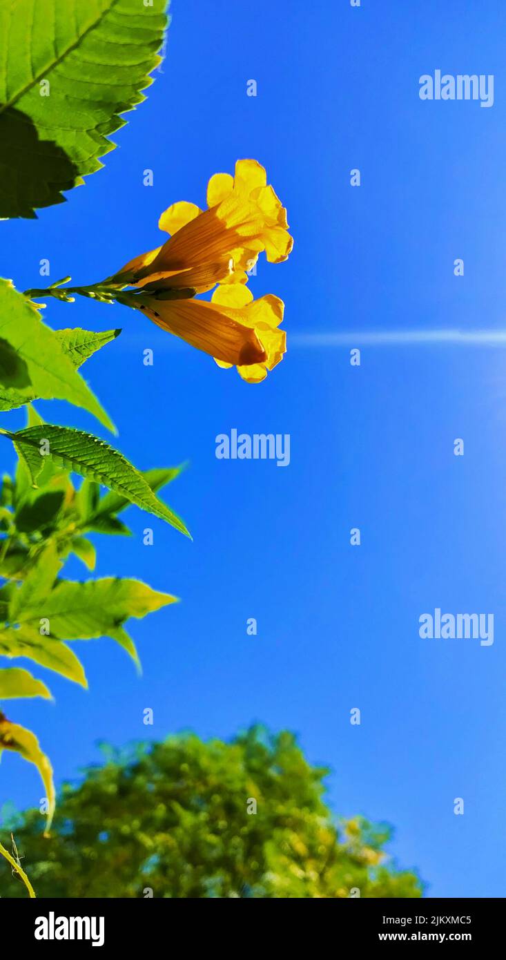 Gelbe Blume und der blaue Himmel im Garten und die Sonne scheint brigh Stockfoto