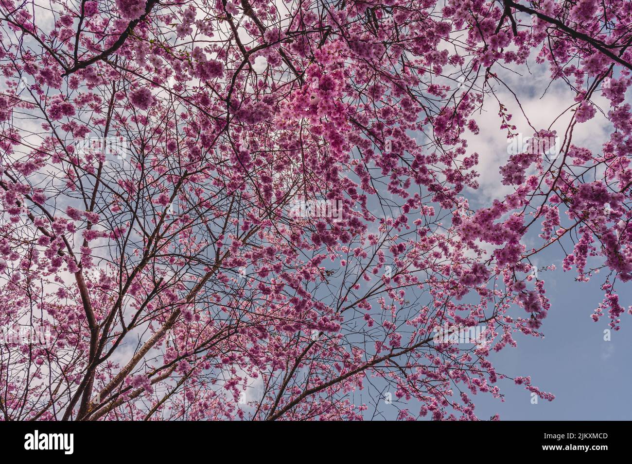 Kirschblüten im Olympiapark München. Blick auf Kirschblüten. Zwischen Kirschblüten. Kirschblüten beginnen zu blühen. Stockfoto