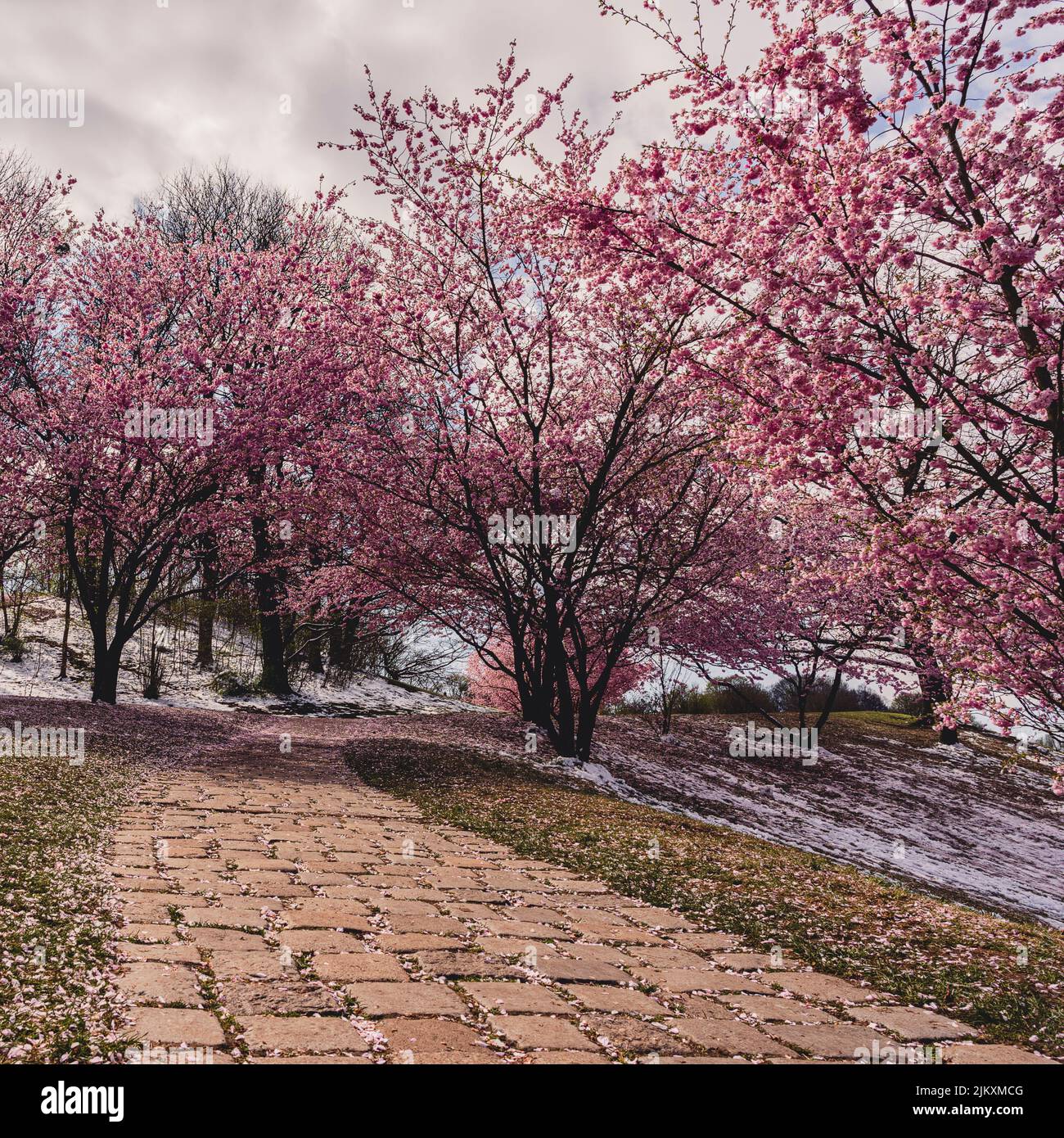 Kirschblüten im Olympiapark München. Blick auf Kirschblüten. Zwischen Kirschblüten. Kirschblüten beginnen zu blühen. Stockfoto