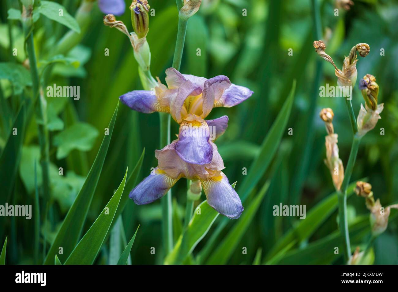 Blaue bärtige, hohe Irisen, die im Frühling blühen. Kansas, USA. Stockfoto