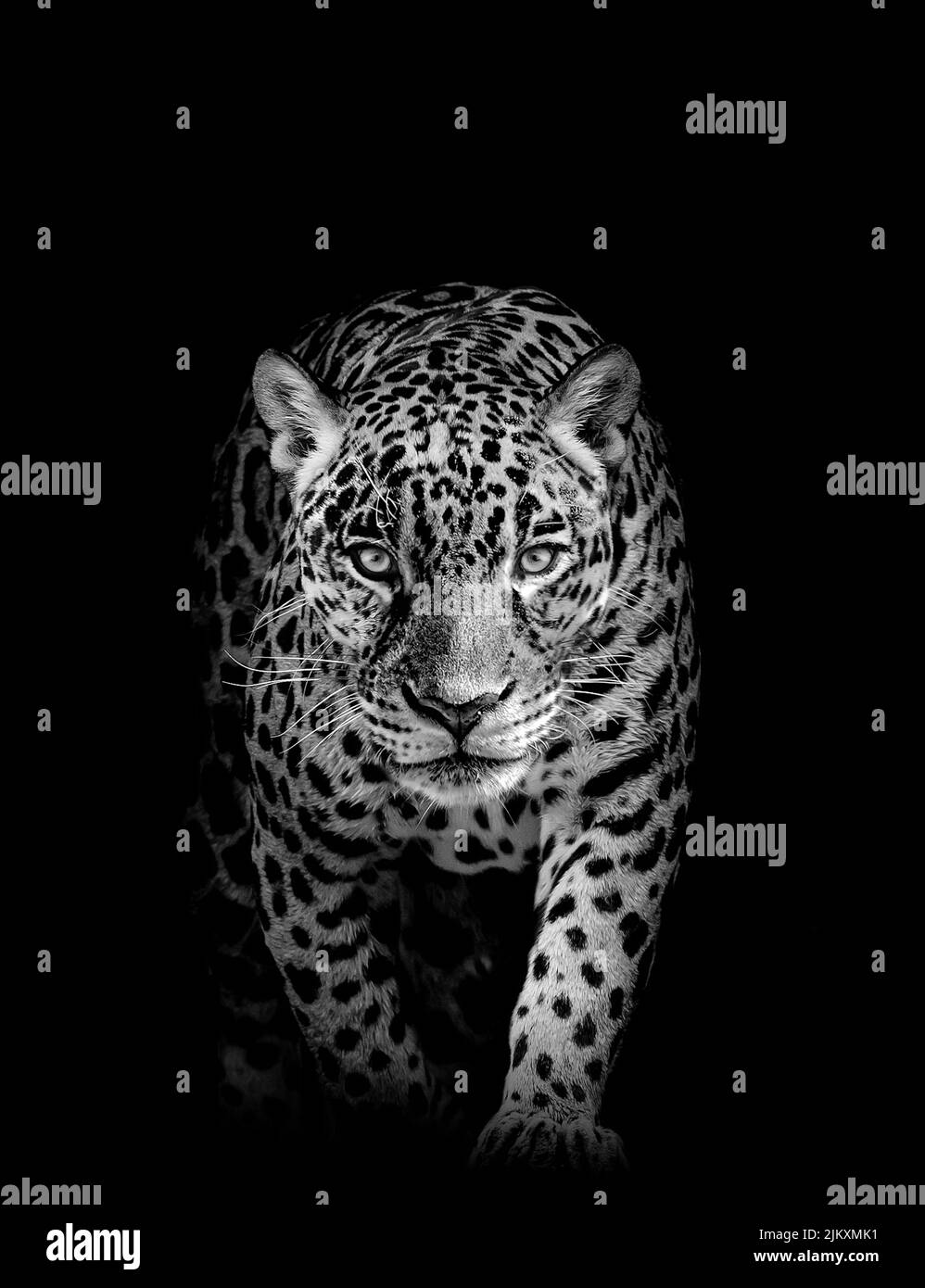 Eine selektive Fokusaufnahme eines Leoparden auf schwarzem Hintergrund Stockfoto