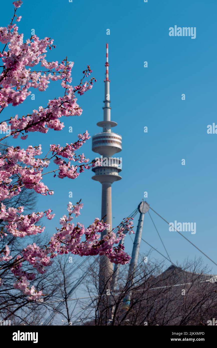 Kirschblüten blühen. Blick auf den Olympiaturm in München. Kirschblüten im Olympiapark. 2022 blühen die Kirschblüten. Stockfoto