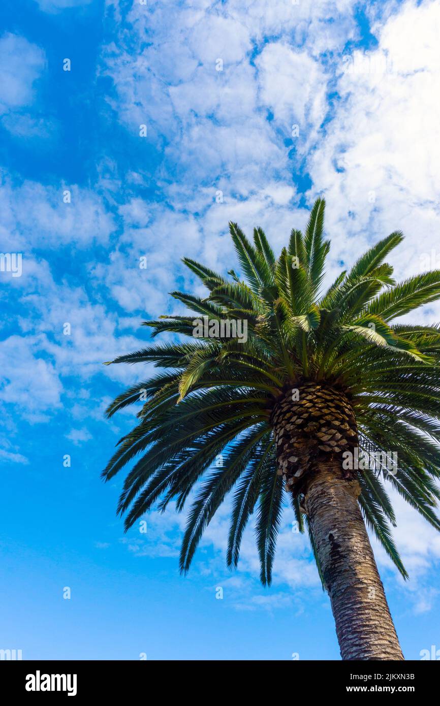 Hoher Canary Palm Baum in Sydney, Australien, gegen blauen Himmel mit Kopierraum. Es gehört zur Familie der Arecaceae. Vertikale Ausrichtung. Stockfoto
