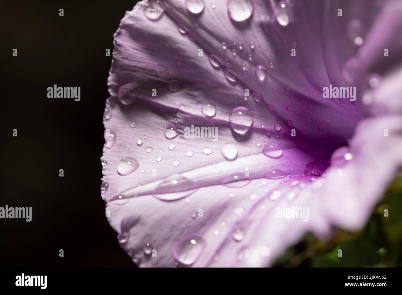 Eine Nahaufnahme einer violetten Blume mit Wassertropfen auf ihr und schwarzem Hintergrund Stockfoto