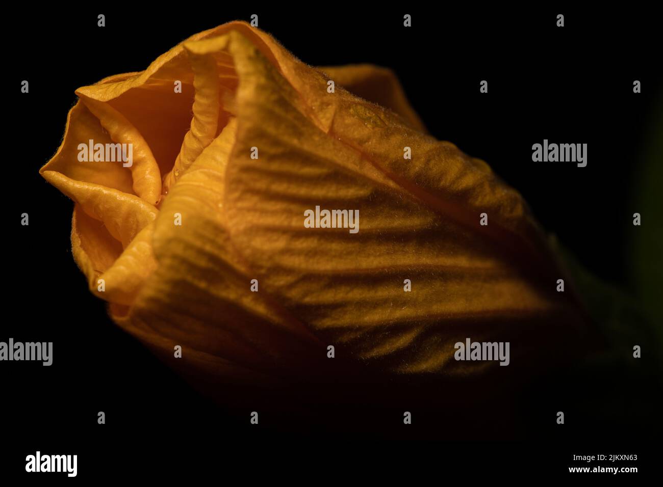 Eine Nahaufnahme von alten gelben Blütenblättern mit schwarzem Hintergrund Stockfoto