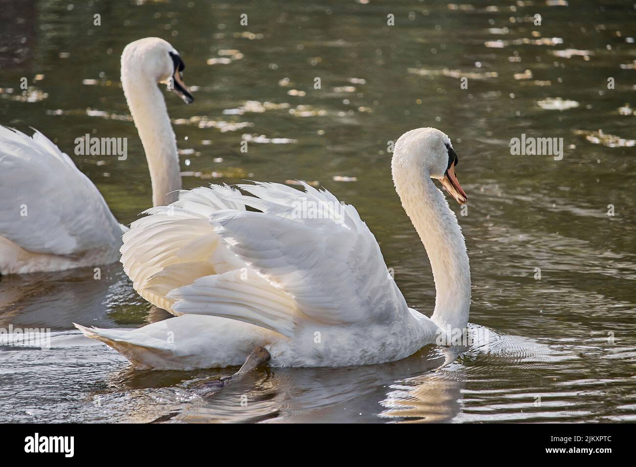 Eine Nahaufnahme von anmutigen weißen Schwanen im See Stockfoto