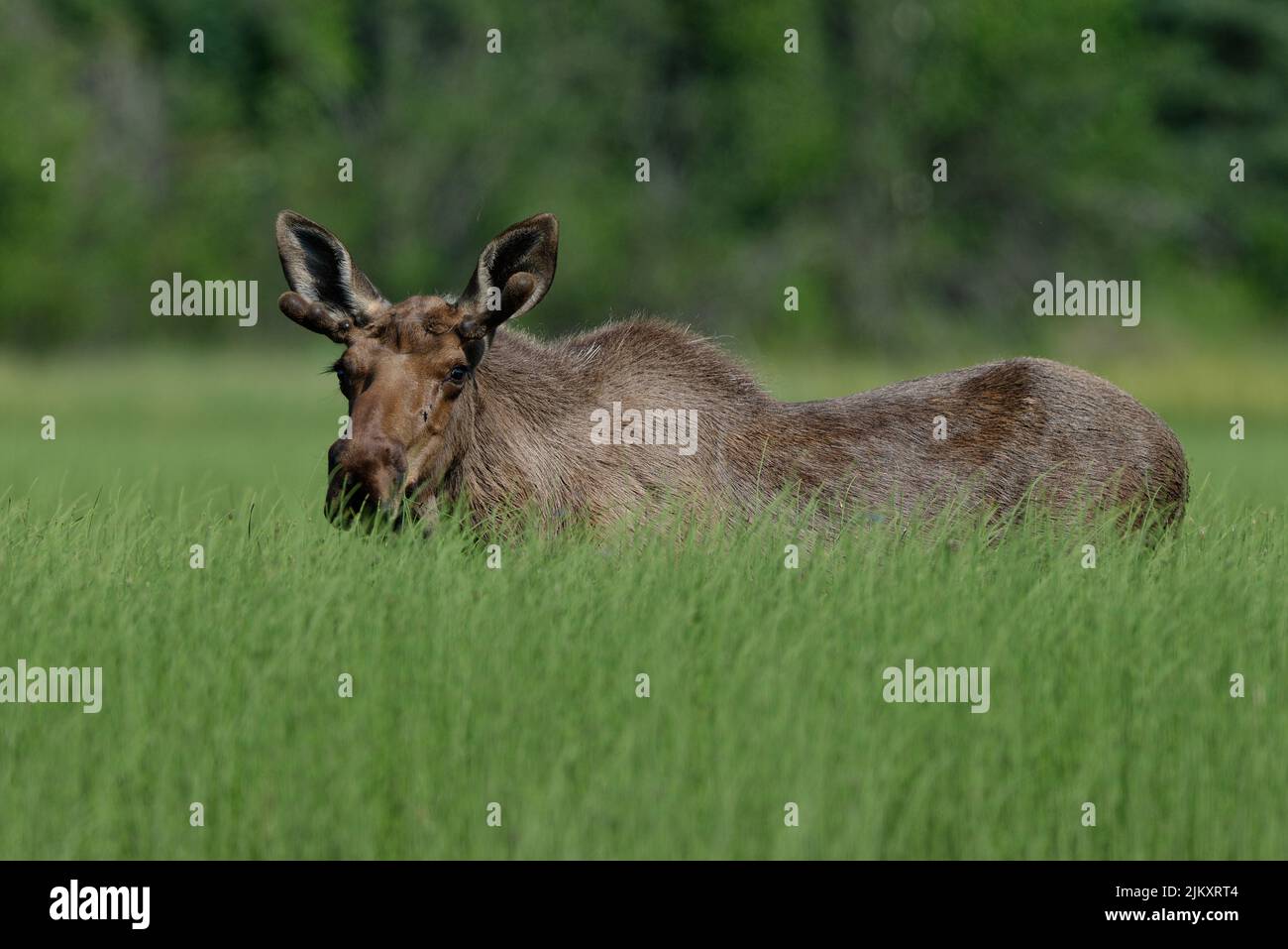 Junge Bullenelche, die im Sommer teilweise von hohem grünen Gras bedeckt stehen Stockfoto